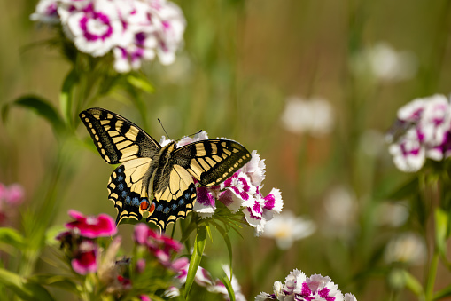 Papilio machaon britannicus - Swallowtail butterfly on Sweet William flowers at RSPB Strumpshaw Fen in the Norfolk Broads xStrumpshaw, June 2023