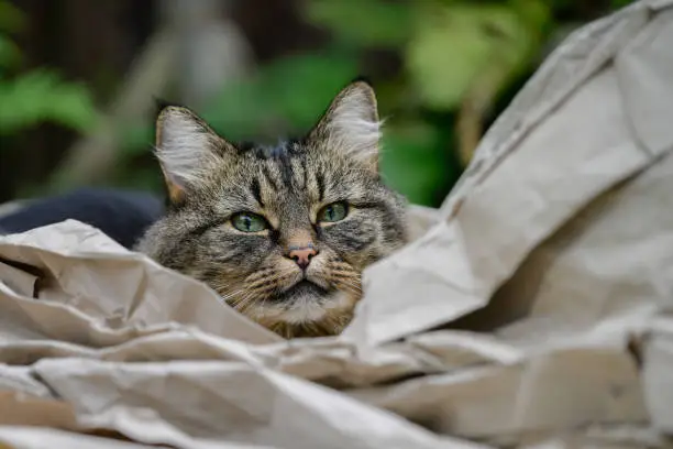 Tabby cat garden portrait August, 2023