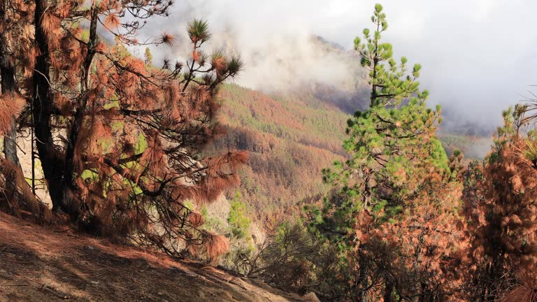 Tenerife's Teide National Park, burnt forest after 2023 fire.