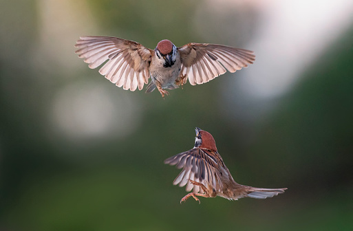 two sparrow birds fly and fight, flapping their feathers and wings in the park against the backdrop of a green garden