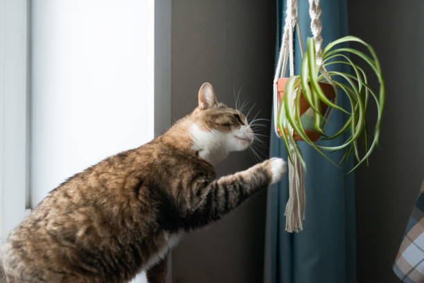 cat playing with homepalnt in pot