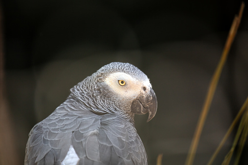 Amidst the lush jungles of Central Africa, the intelligent Grey Parrot (Psittacus erithacus) captivates with its vibrant plumage and remarkable communication skills. Explore the beauty of African biodiversity.