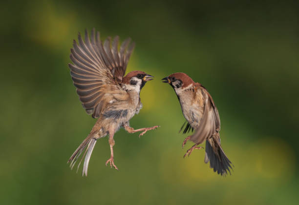 istock two active sparrow birds fly and fight, flapping their feathers and wings in the park against the backdrop of a green garden 1938016040