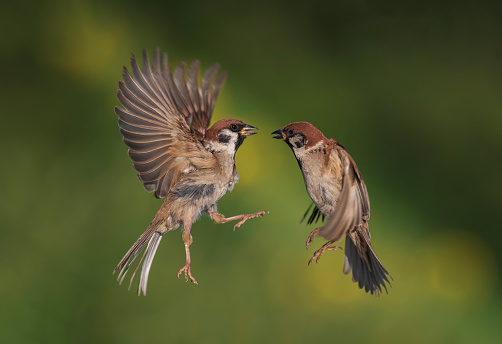 two active sparrow birds fly and fight, flapping their feathers and wings in the park against the backdrop of a green garden