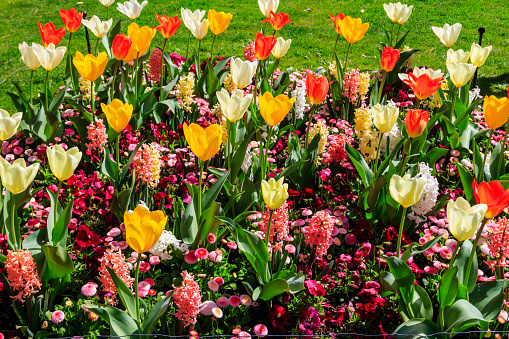 Tulip Flower, Ornamental Garden. Shot on Mackinac Island, Michigan