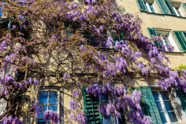 istock Flowering violet wisteria creeper on the wall 1938031708