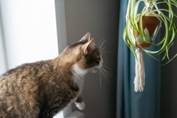 istock cat playing with homepalnt in pot 1938035900