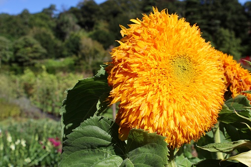 Sunflower in the sunshine at Knighthayes, Devon