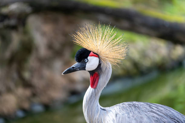 istock Uganda's Regal Grace - Grey Crowned Crane (Balearica regulorum) 1938037996