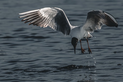 A white seagull perched atop a gray rock stretching its wings out, ready to take flight and capture its prey in mid-air