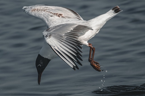 A small gull with a white body and dark gray back and wings. Its head is chocolate brown with a white crescent above its eyes. The bird's beak is red.