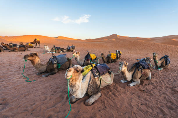 istock Group of camels in Sahara Desert, Morocco 1938044350