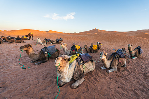Wide image with camel caravan in the desert of Abu Dhabi.  Saddled camels waiting for camel ride.