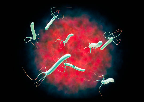 Helicobacter pylori is a gram-negative, flagellated, helical bacterium. It is capable of colonizing the stomach mucosa. 3d rendering