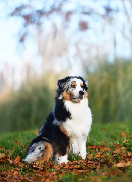 istock A beautiful australian shepherd dog 1938062590
