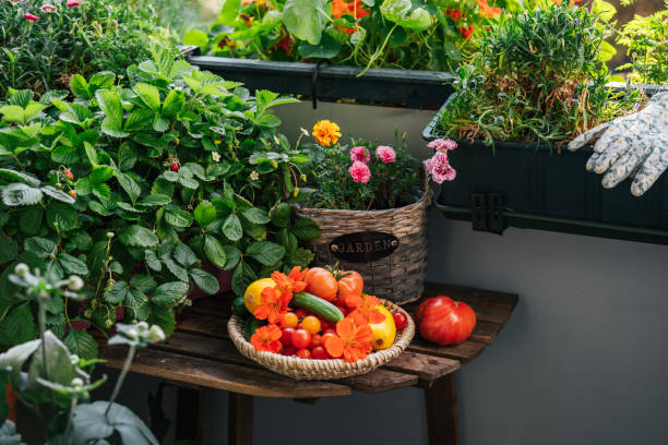 istock Harvesting tomatoes in balcony gardening 1938071611
