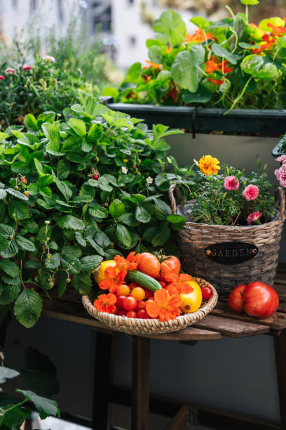 istock Tomatoes in a plate in balcony garden 1938072155