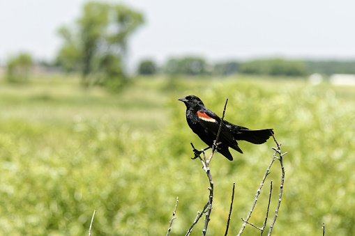 Male red-winged blackbird (Agelaius phoeniceus) sitting on shrub