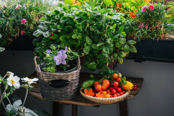 istock Harvestes tomatoes in balcony gardening 1938076457