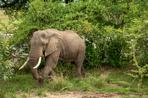 A close-up of an African elephant in Tanzania highlighting the tusks.