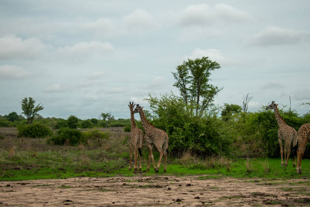 Couple of giraffes