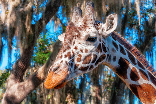 Giraffe in front of green trees walk through the savannah during safari.