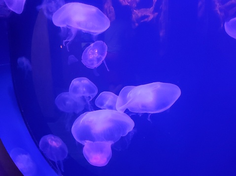 A tank of jellyfish