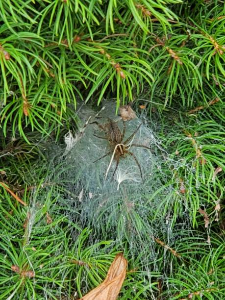 istock Close up of a spider 1938094994