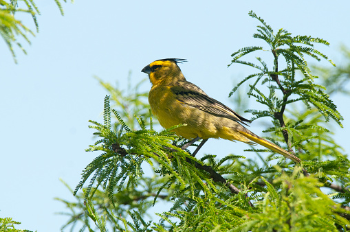 Yellow Cardinal, Gubernatrix cristata, Endangered species in La Pampa, Argentina