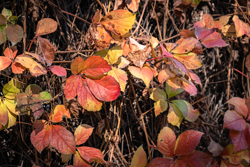 red, yellow, orange color. Colorful ivy leaves.\nPerfect autumn background.