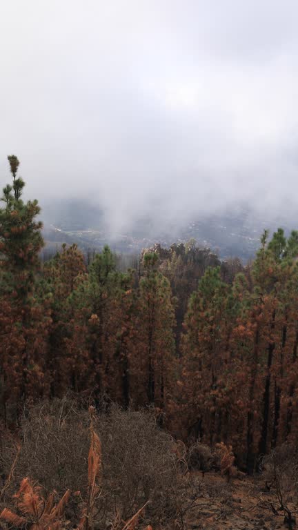 Tenerife's Teide National Park, burnt forest after 2023 fire.