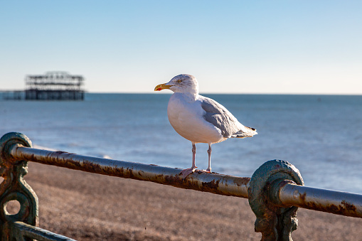 A seagull at Brighton Beach on a sunny winter's day, with a shallow depth of field