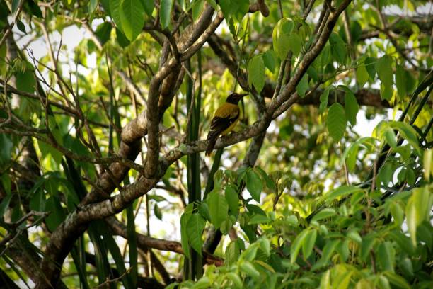 istock Yellow bird in green trees 1938110299
