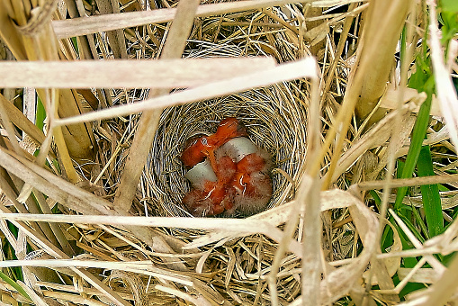 a nest with freshly born red-winged blackbirds