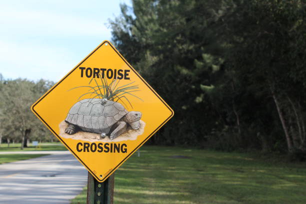 istock Tortoise crossing sign 1938116581
