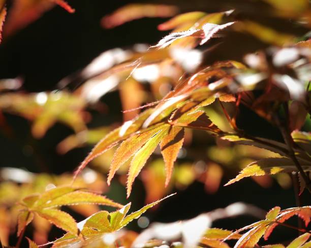 istock Acer leaves in sunlight 1938118707