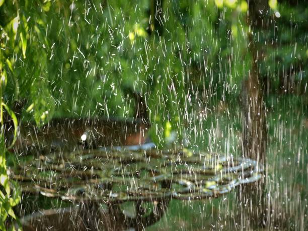 Australian native magpies having a bath