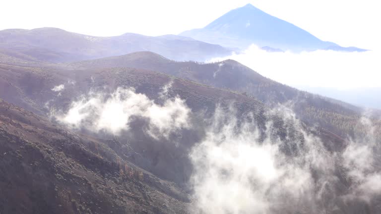 Tenerife's Teide National Park, burnt forest after 2023 fire.