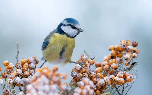 Bluetit in winter on Firethorn,Eifel,Germany.
Please see many more similar pictures of my Portfolio.
Thank you!