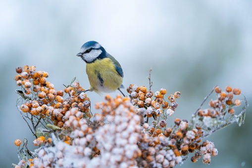 Bluetit in winter on Firethorn,Eifel,Germany.\nPlease see many more similar pictures of my Portfolio.\nThank you!