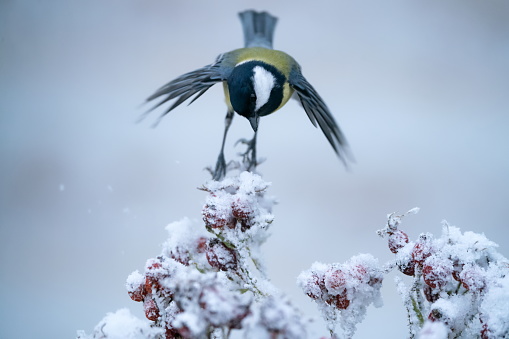 Great tit  in winter ,Eifel,Germany.\nPlease see many more similar pictures of my Portfolio.\nThank you!