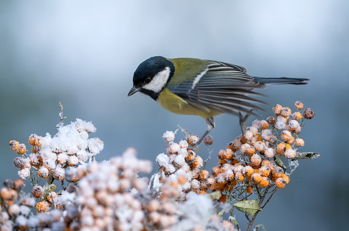 Great tit  in winter on Firethorn,Eifel,Germany.\nPlease see many more similar pictures of my Portfolio.\nThank you!