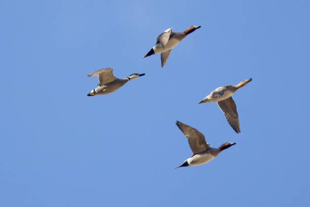 istock Group of ducks in flight against a blue sky. 1938126114