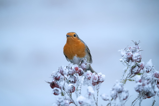 Robin in winter ,Eifel,Germany.\nPlease see many more similar pictures of my Portfolio.\nThank you!