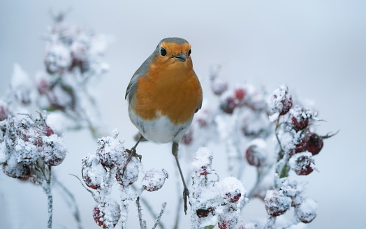 Robin in winter ,Eifel,Germany.\nPlease see many more similar pictures of my Portfolio.\nThank you!