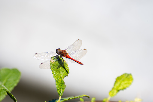 Male Banded Demoiselle resting in sunlight on wildflower