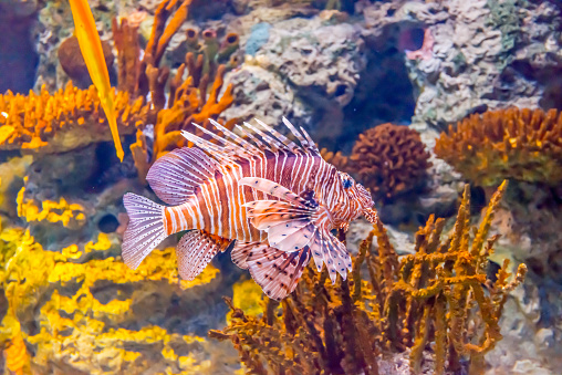 A Red lionfish swimming in an aquarium.