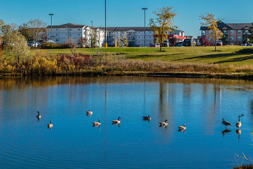 Trounce Pond is located in the Lakewood Suburban Centre neighborhood of Saskatoon.