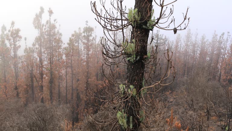 Tenerife's Teide National Park, burnt forest after 2023 fire.