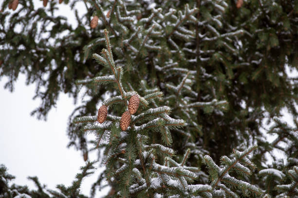 Pine tree covered with snow in Winter